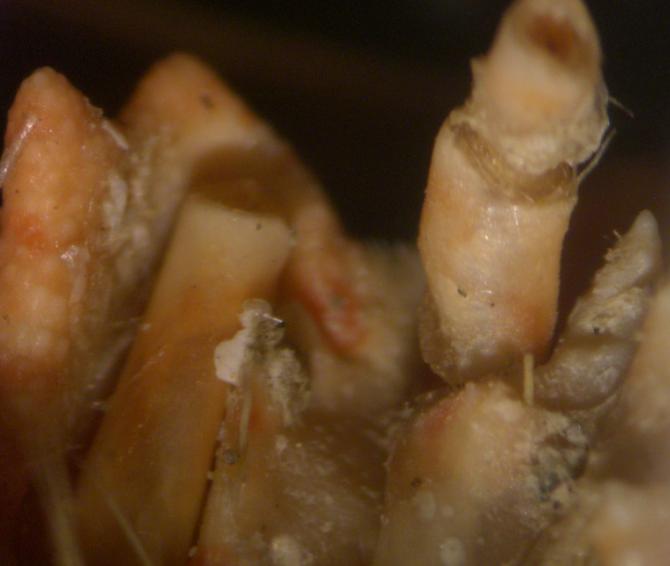 calappa ocularia first article of antenna.bmp